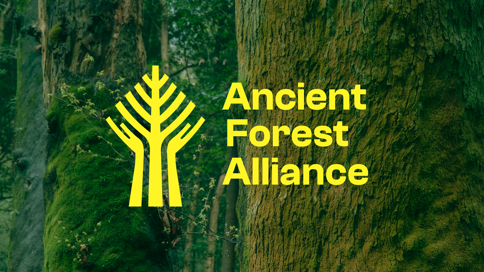 Describe your project